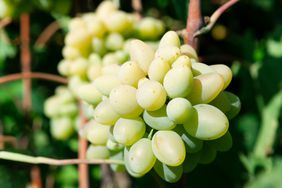 cotton-candy-grapes-GettyImages-1311188659
