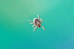 deer tick