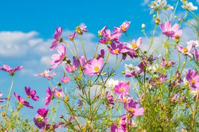 cosmos in a garden